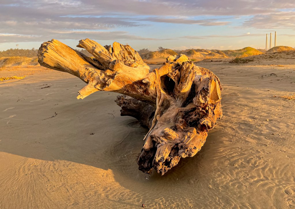 Thumbnail image of a wood formation on Morro Bay beach, that looks like a large fallen beast, for the beast category