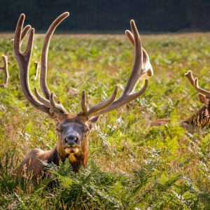 Elk