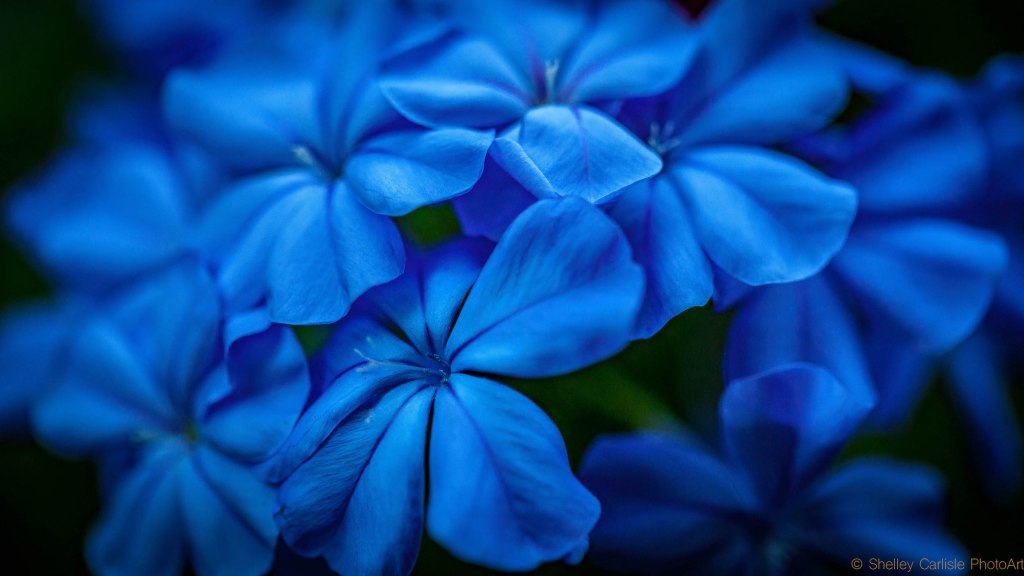 Blue hydrangeas close up