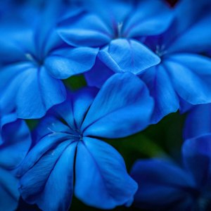Blue-Flower-Macro