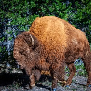 Bison
