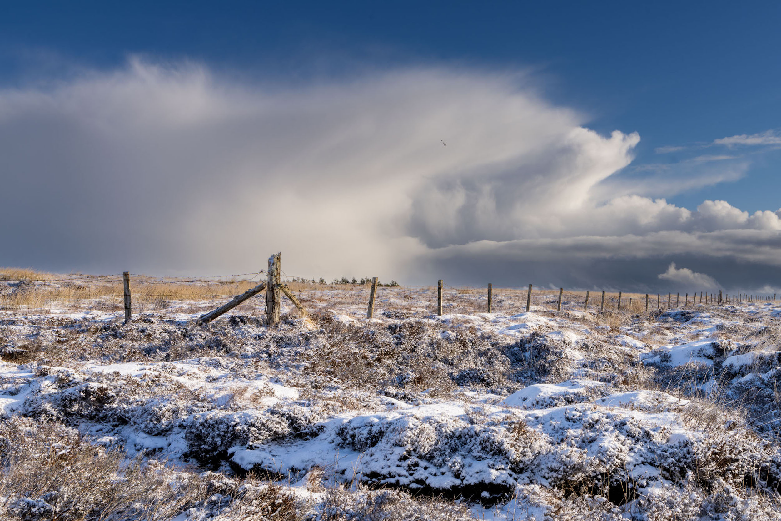 Sublime Shelley Carlisle Photoart