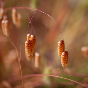 Seed-Pods-Redwood-Reg-Park-Oaklnd