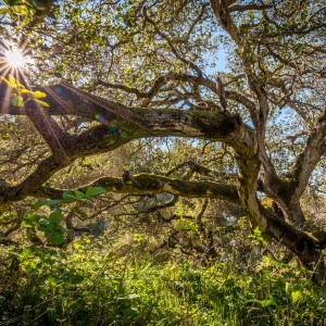 Sunburst-Live-Oak-branch-Chabot