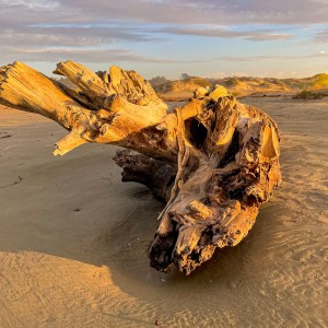 Fallen Beast