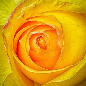 Yellow-Rose