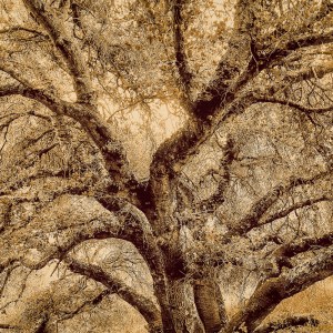 Yellow-sepia-Oak-Chabot