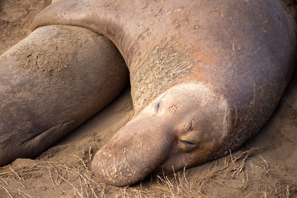 male northern elephant seal with his flipper over a female elephant seal while sleeping on the beach near San Simeon, CA