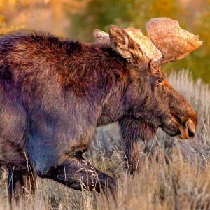 Moose