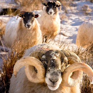 Sheep
