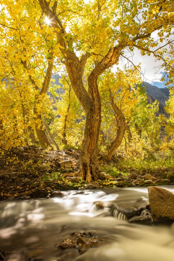 Yellow Fall colors of oaks with the sun streaming through shining on McGee Creek in McGee Canyon California