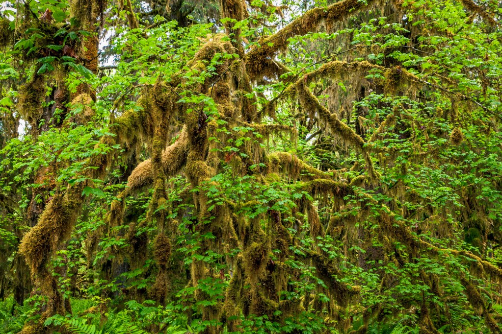Old growth rainforest bundled with intense bright greens on the moss covered branches at Olympic National Park in Washington State