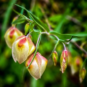 California wild yellow bell flower