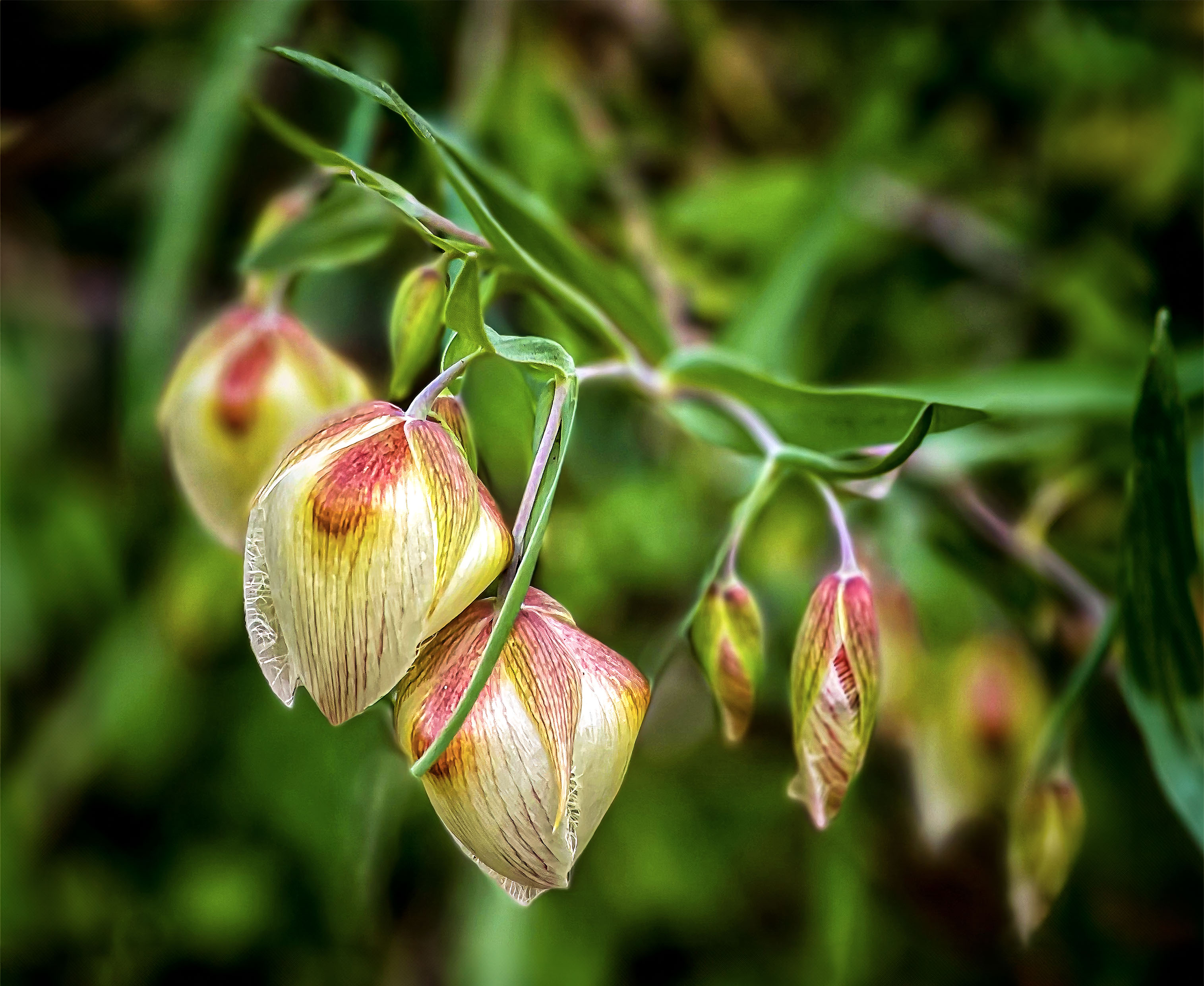 California wild yellow bell flower