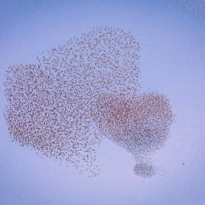Starling murmuration in the form of a heart exclamation