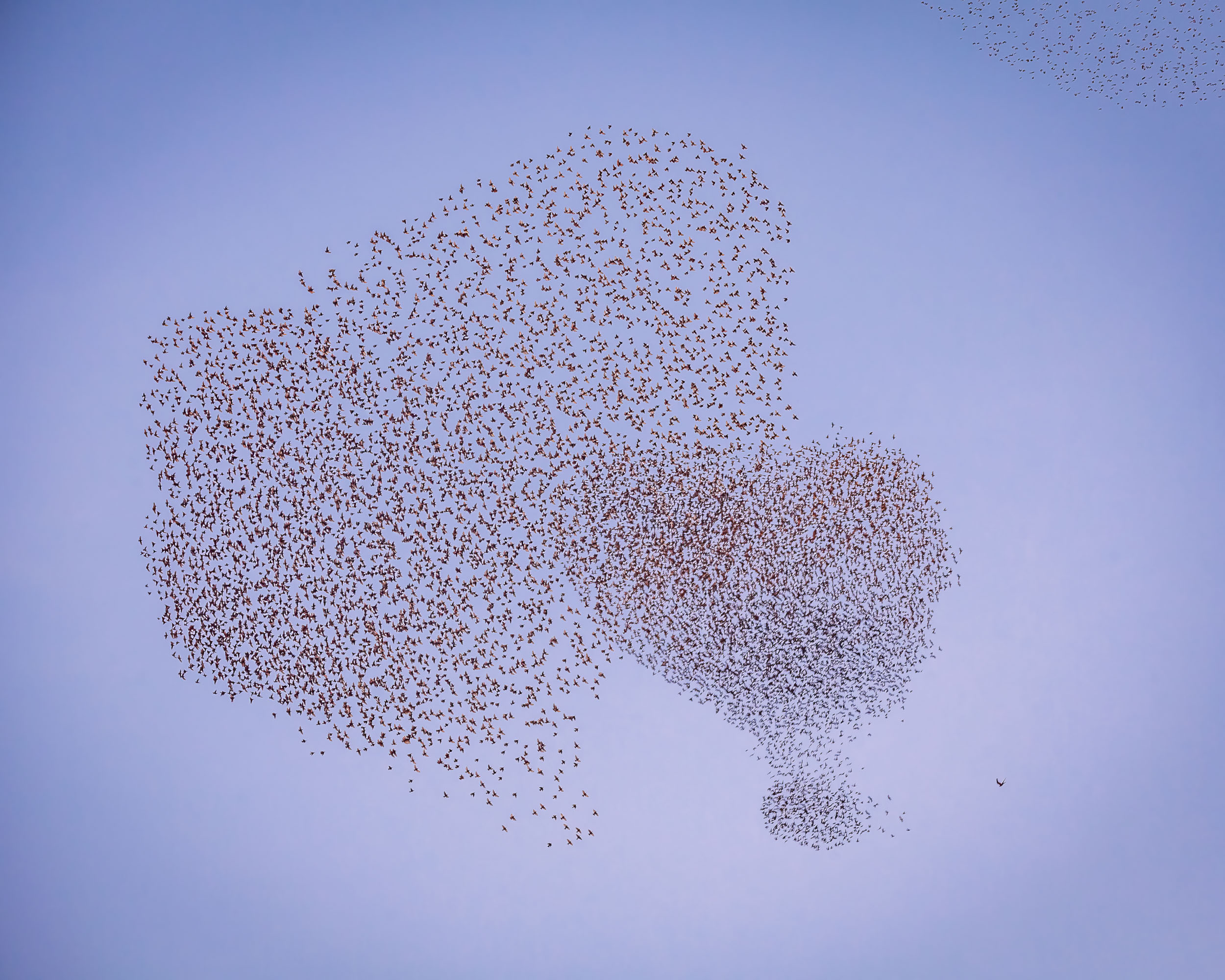 Starling murmuration in the form of a heart exclamation