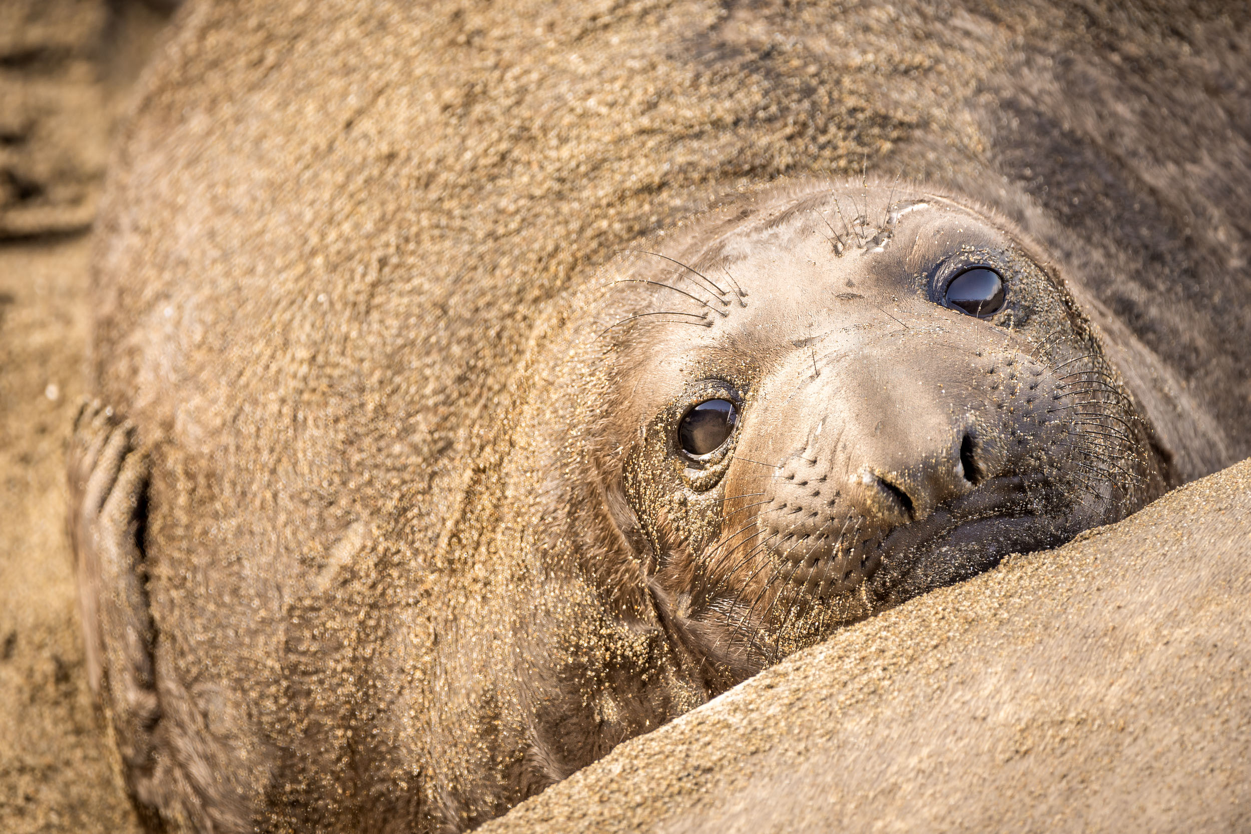 Shelley Carlisle Photoart Home Is Where The Art Is