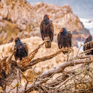 The Gangs All Here USE THIS Topaz