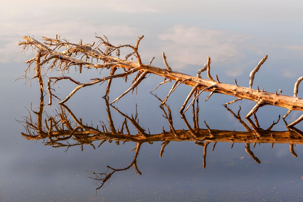 Fallen tree in salt water lagoon that has a perfect mirror reflection in the calm water
