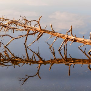 Fallen tree in salt water lagoon that has a perfect mirror reflection in the calm water