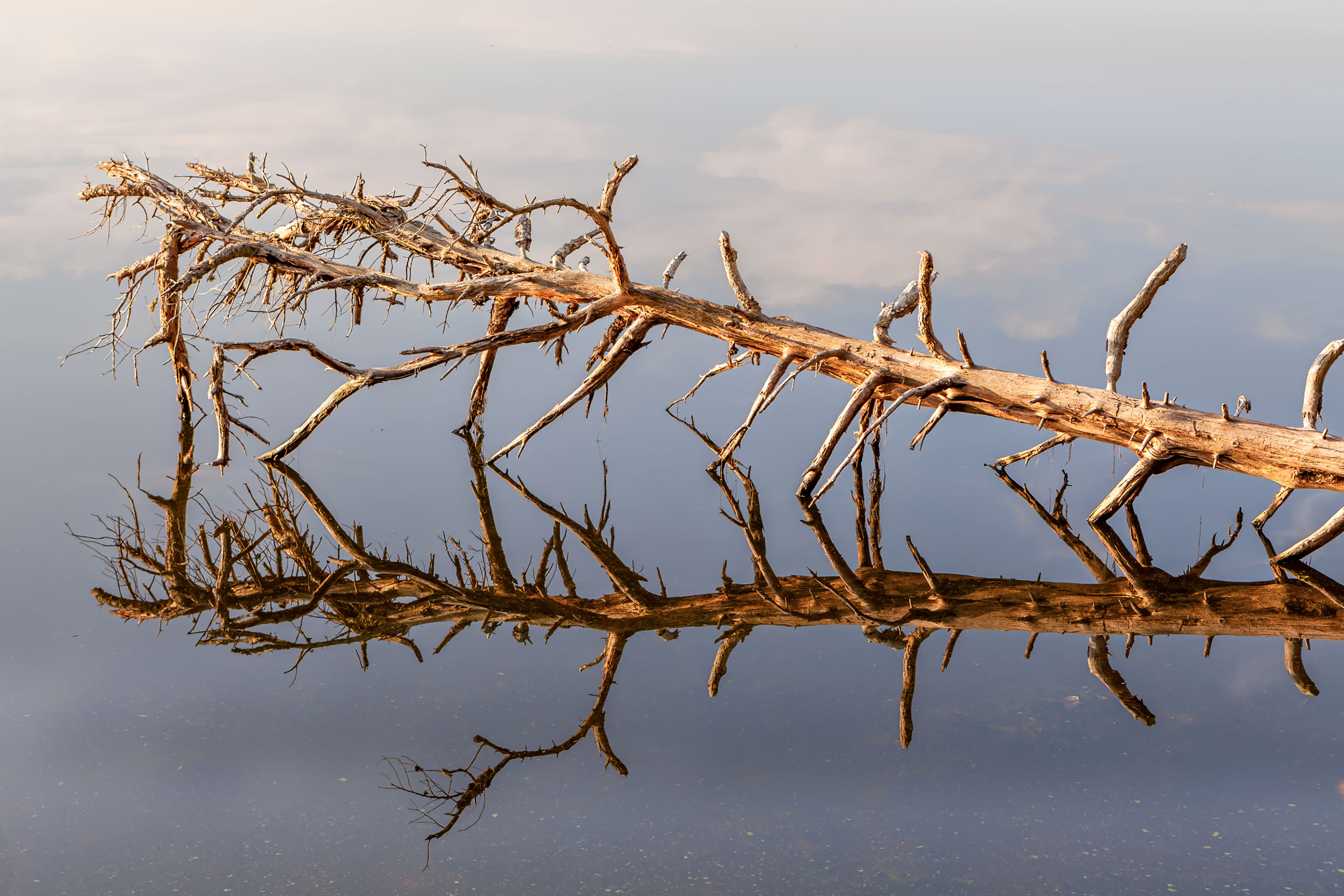 Fallen tree in salt water lagoon that has a perfect mirror reflection in the calm water