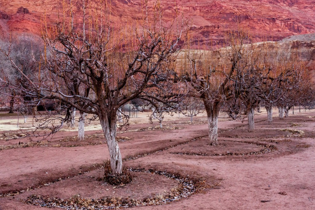 Historic peach trees, bare in their winter canyon next to the Colorado River in Lees Ferry await their time to bloom