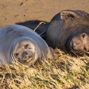 Waking up at sunrise, these two baby northern elephant seals gaze lazily toward me on the beach in San Simeon CA