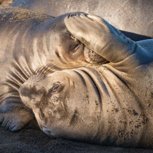 These two baby northern elephant seals play joyfully on the beach at Piedras Blancas Elephant Seal reserve in San Simeon CA