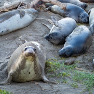 This little baby northern elephant seal was very curious about my camera and me constantly taking photos of her and the gang! San Simeoon CA beach rookery