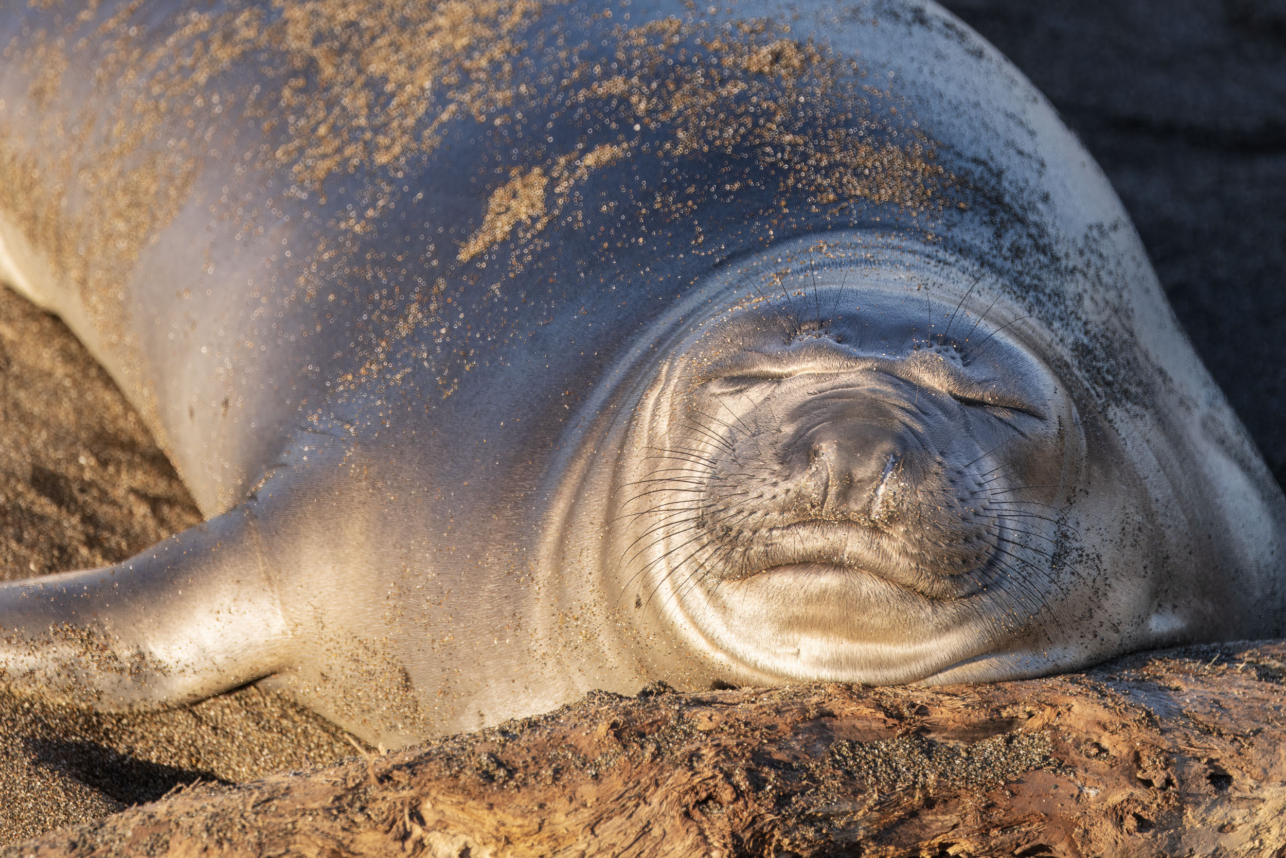 This northern baby elephant seal snoozes on a large piece of driftwood at sunrise on the beach at the San Simeon elephant seal rookery
