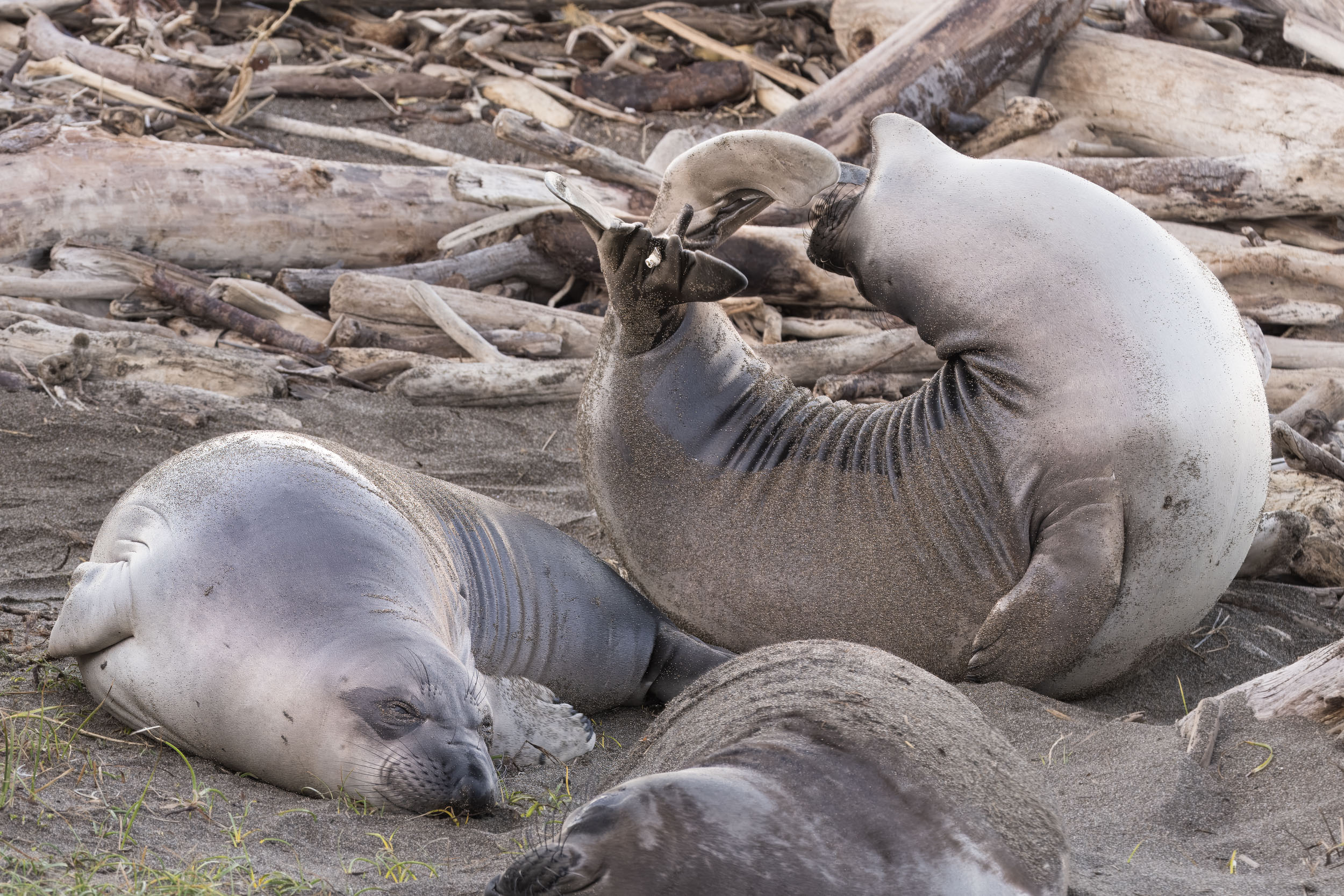 Stretching reaching yawning arching this little baby northern elephant seal did constantly while waking up on the beach in San Simeon CA
