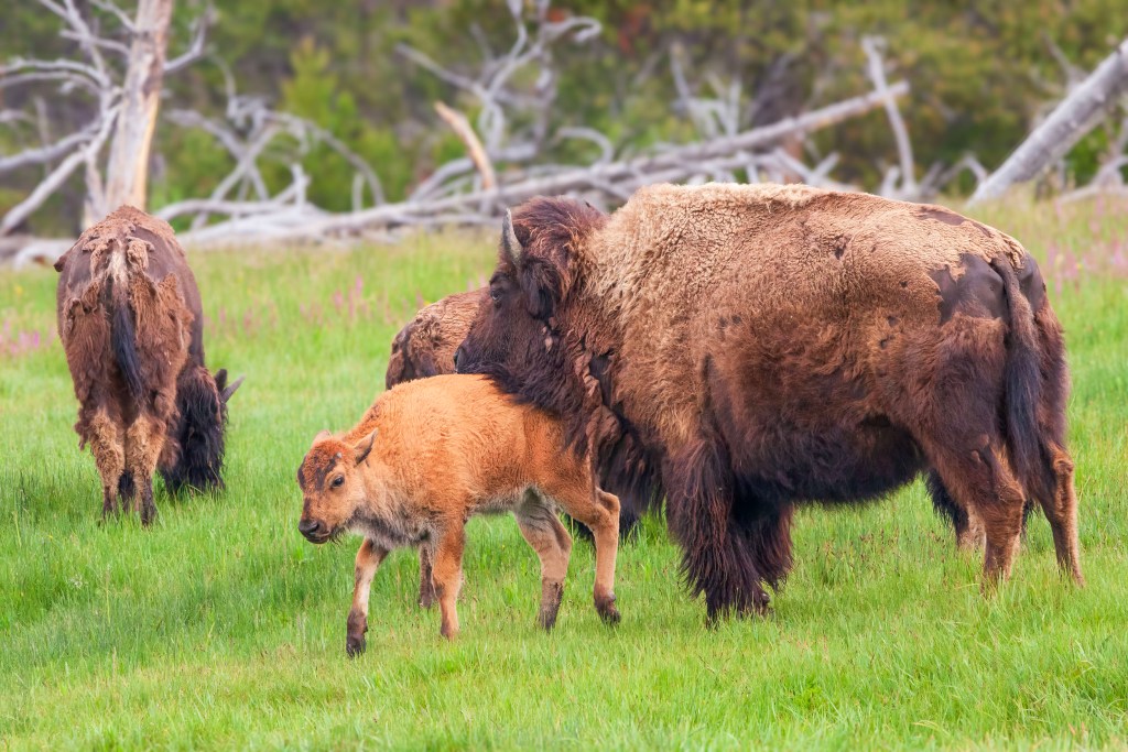 A young Bison pup plays with it's adolescent friends and moms on the bank of the Firehole River in Yellowstone National Park