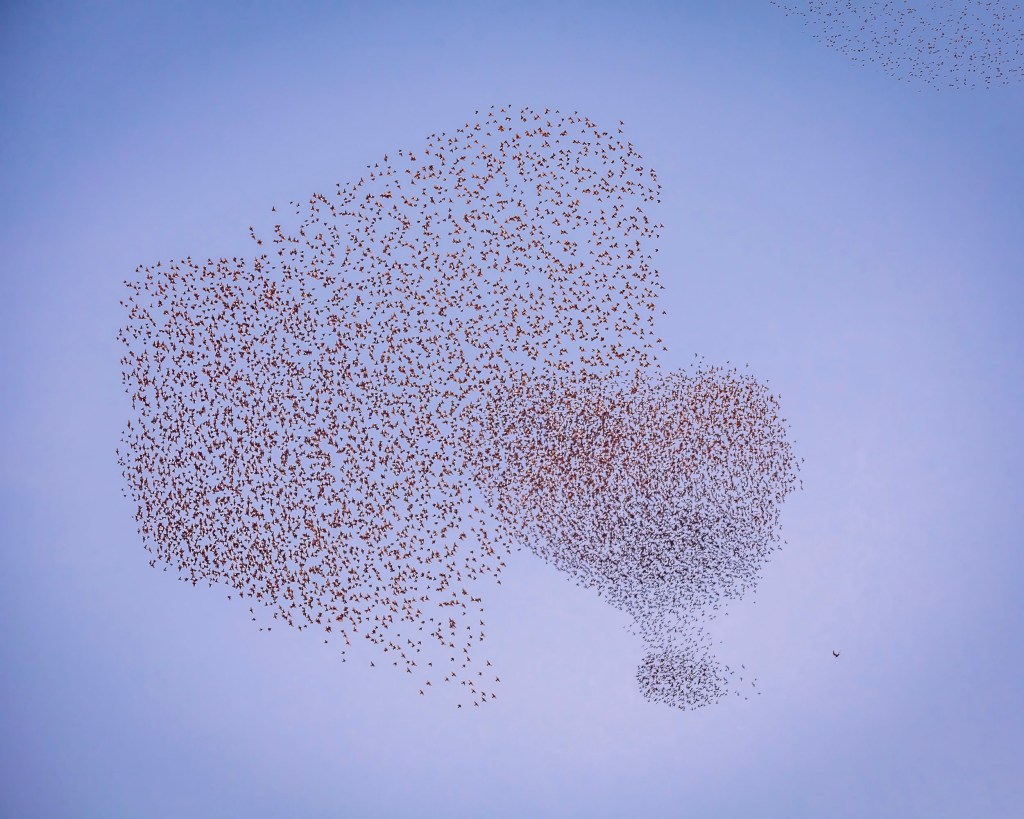 Starling flocks escaping predators create two heart shapes, one with an exclamation dot in the sky