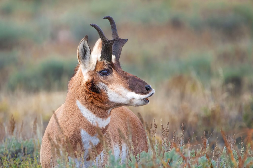 A male pronghorn antelope surveys the scene looking for love in Teton National Park Wyoming. 