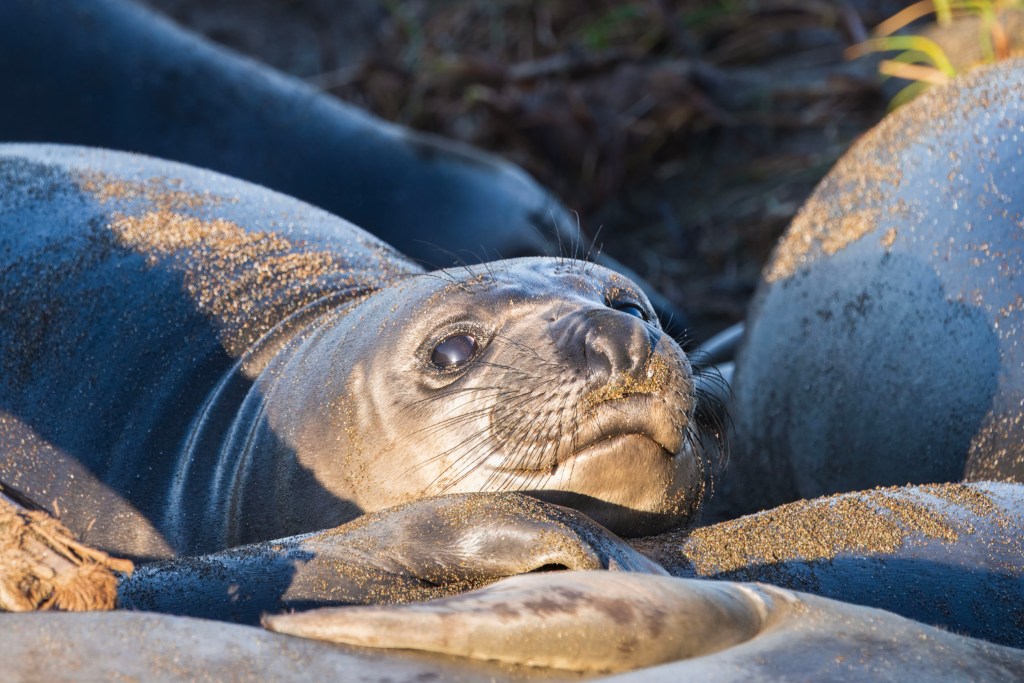 This baby elephant seal is waking up at sunrise on it's "puppy pile" of other baby elephant seals on a beach in San Simeon CA. 