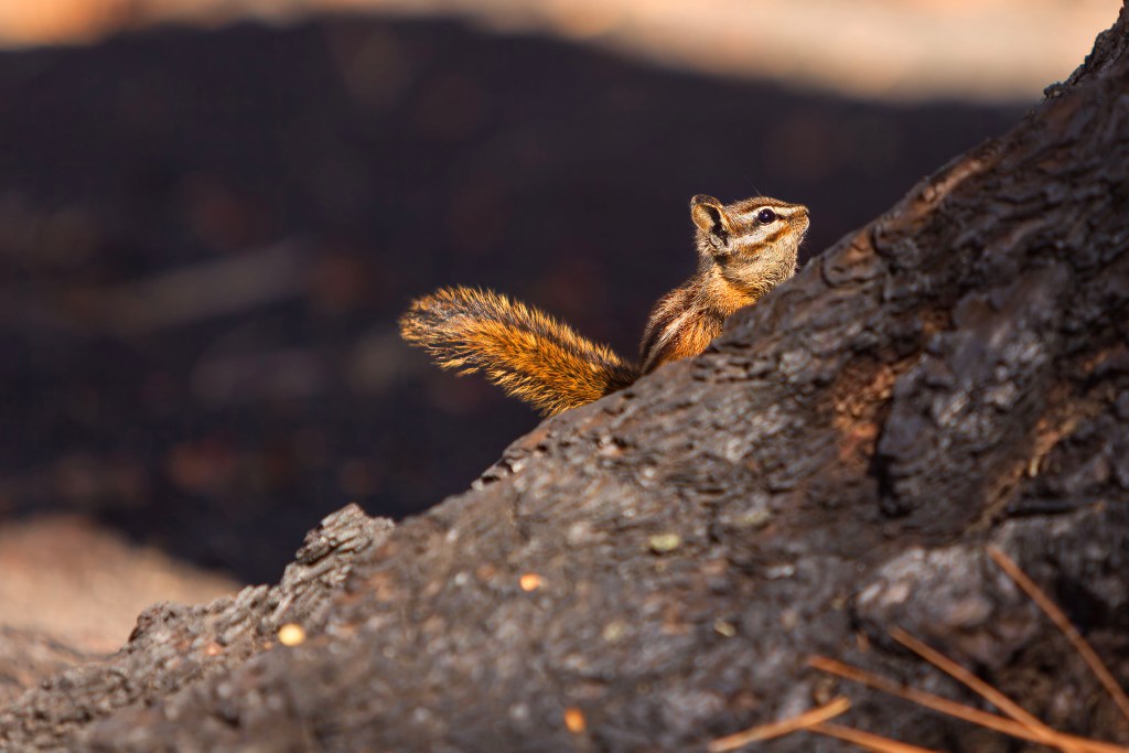 This little chipmunk stood still long enough for me to capture it's quintessential cuteness on a log at Lassen National Park in California.