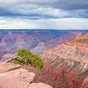 This little Pinyon pine tree grows alone out of the rock of the Grand Canyon south rim, hanging over the deep canyon void, seemingly hanging on for dear life!