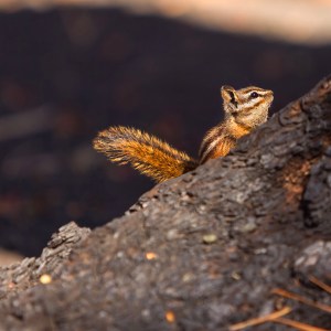 Cute little ground squirrel on a log in the forest spotlight at Lassen National Park